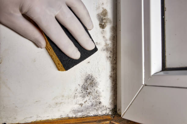 Best Residential Mold Inspection & Testing  in Newk, AR